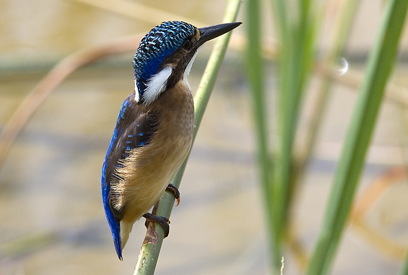 Malakite Kingfisher