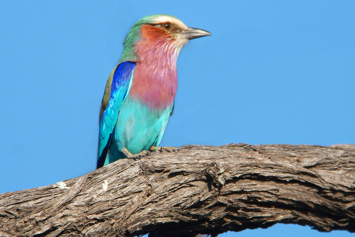 Lilac Breasted Roller