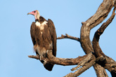 Hooded Vulture