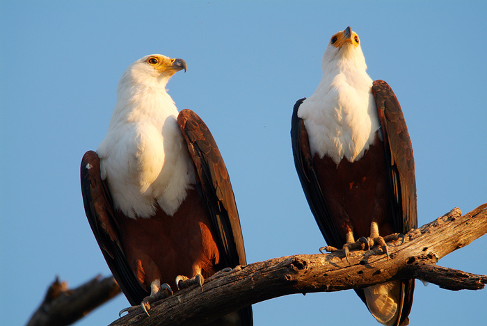 Fish Eagles