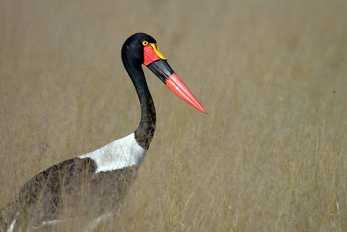 Saddle Billed Stork