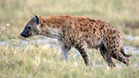 Spotted Hyena