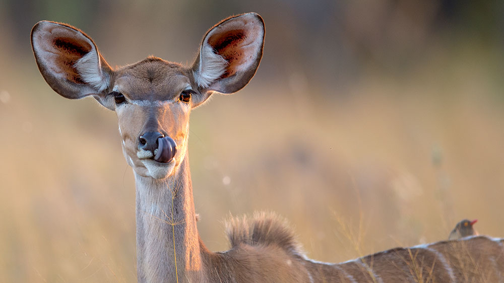 Kudu