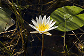 Water lily