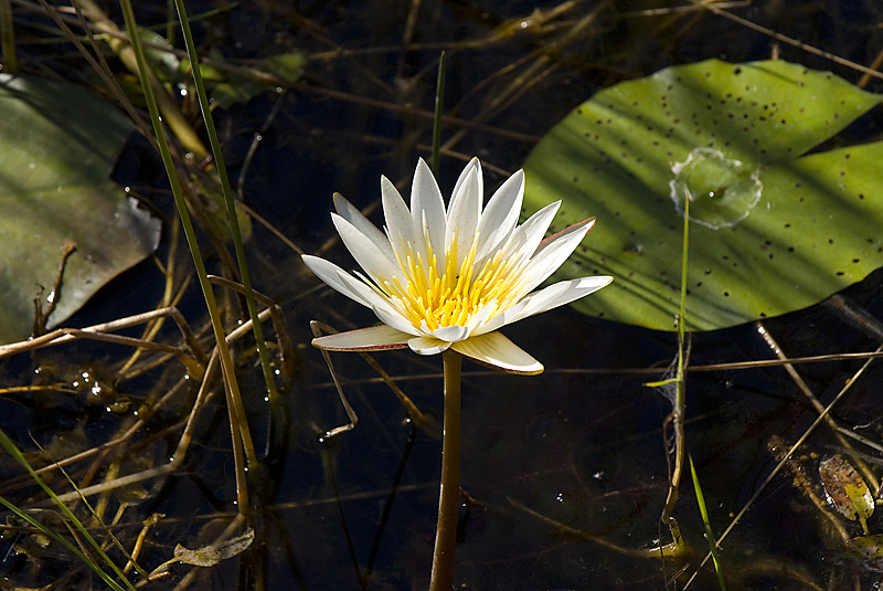 Water lily