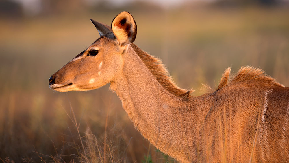 Kudu