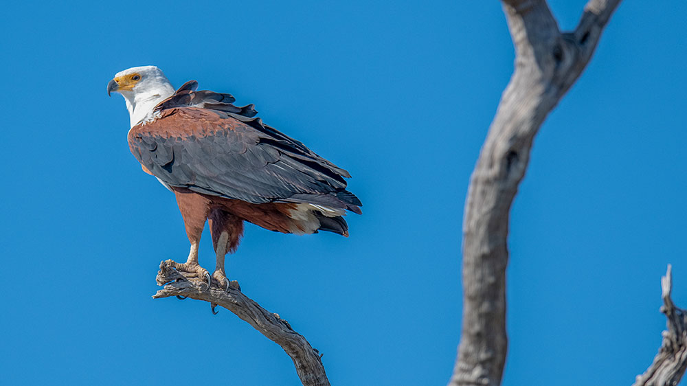 Fish Eagle