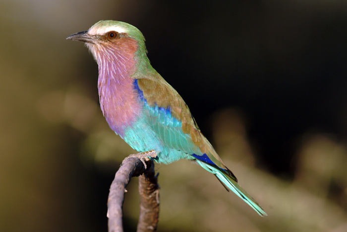 Lilac Breasted Roller