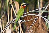 White Fronted Beeater 