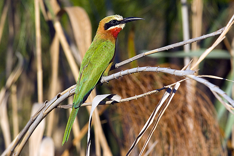 White Fronted Beeater 