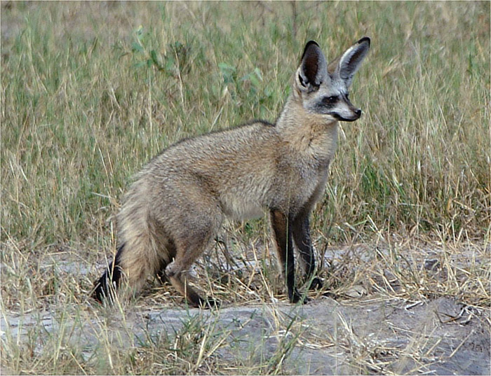 Bat Eared Fox