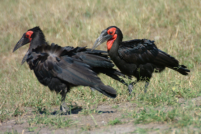 Ground Hornbill