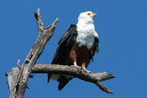 Fish Eagle