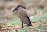 Hammerkop