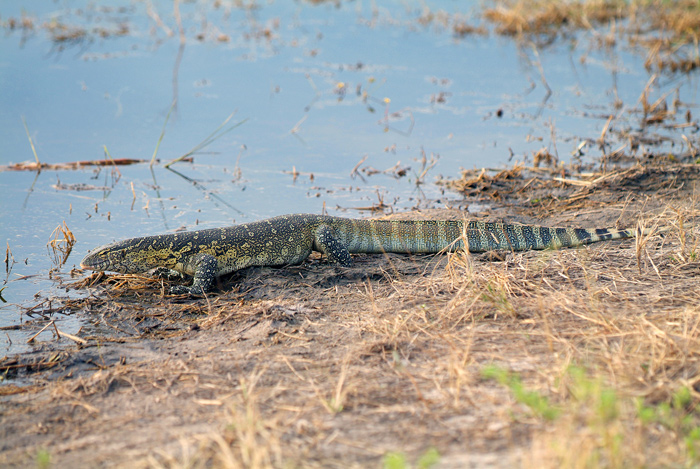 Monitor Lizard