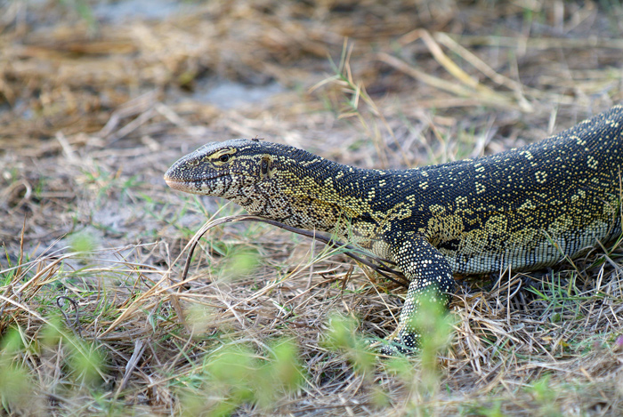 Monitor Lizard