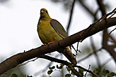 Green Pigeon