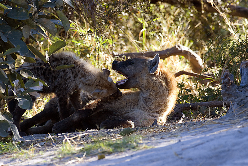 Hyena