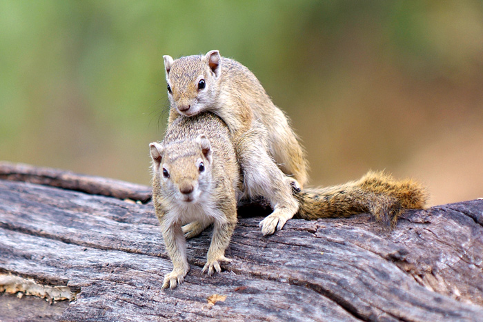 Ground squirrels