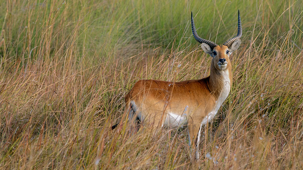 Red Letchwe