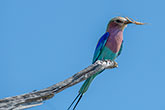 Lilac Breasted Roller