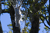 Communal Spiders Nest