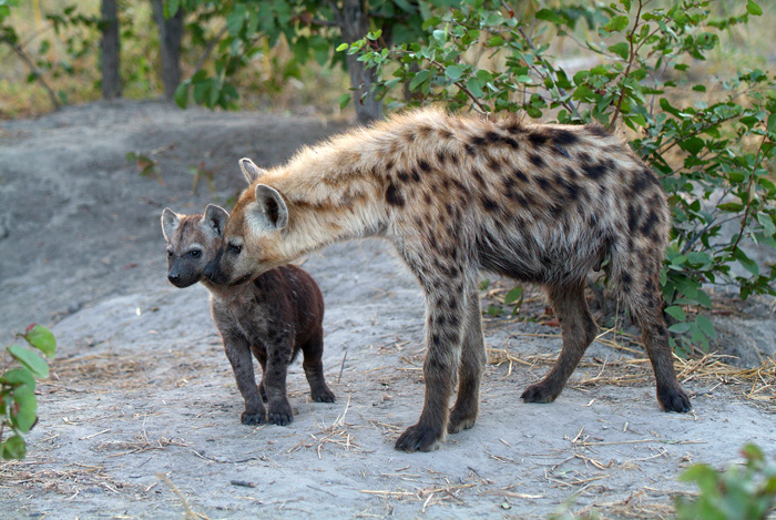 Hyaena