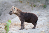 Hyaena