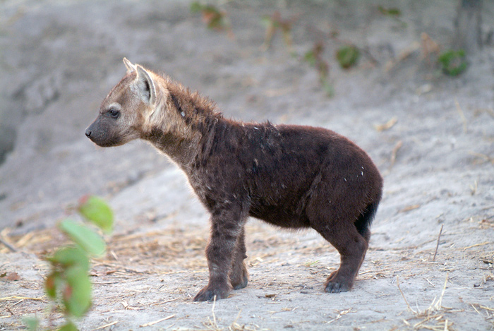 Hyaena