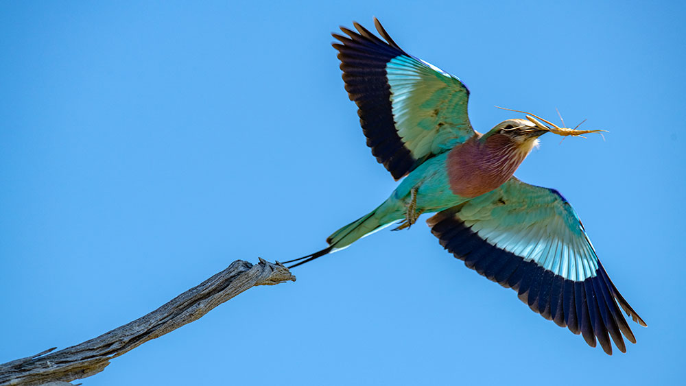 Lilac Breasted Roller