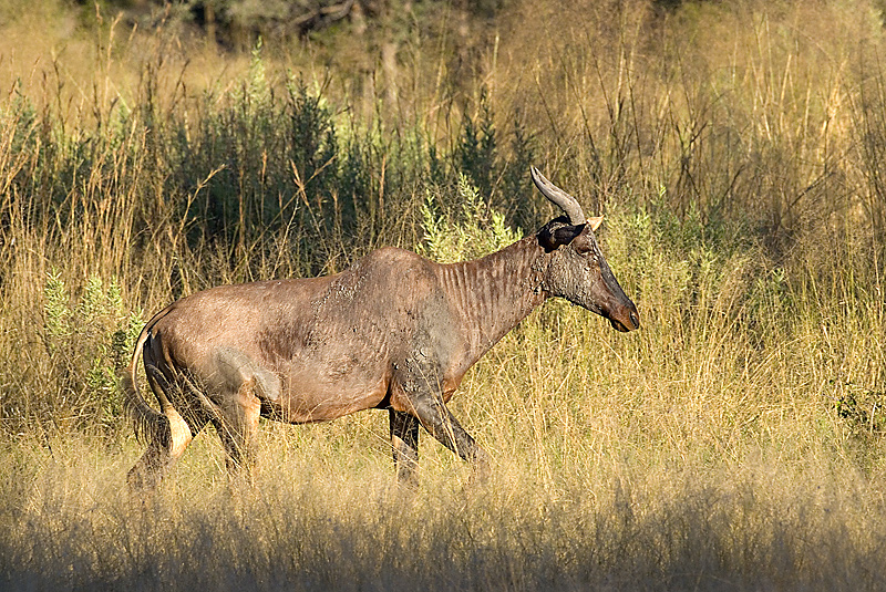 Tsessebe