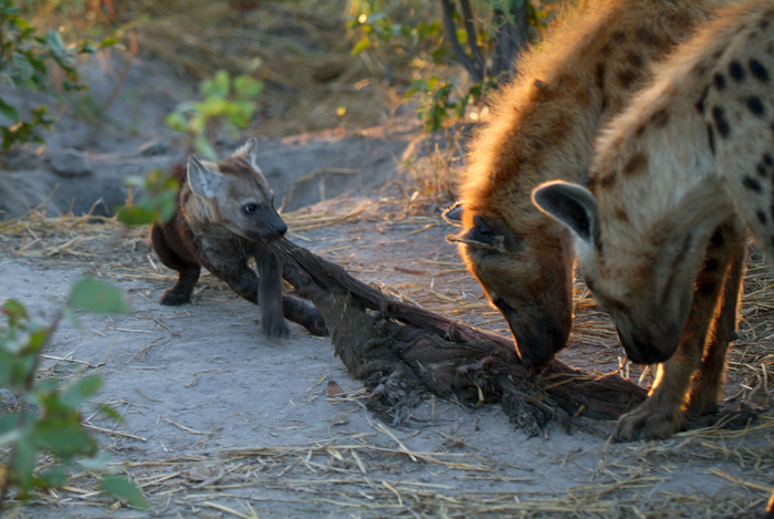 Hyaena