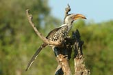 Yellow Billed Hornbill