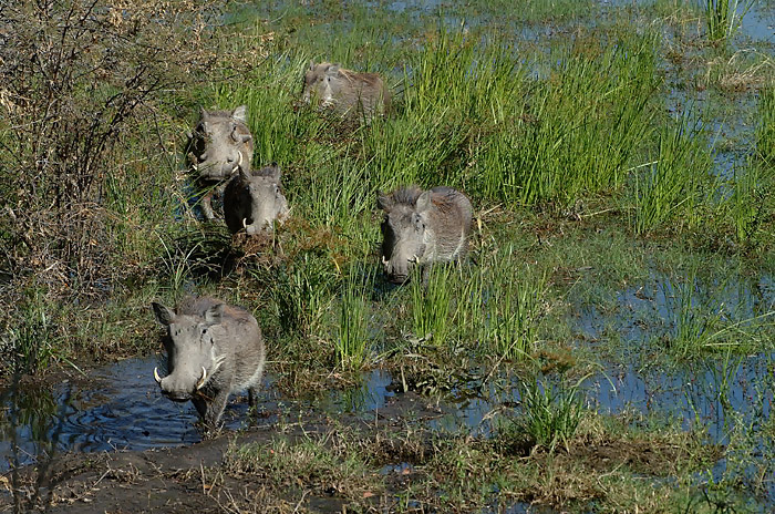 Warthogs