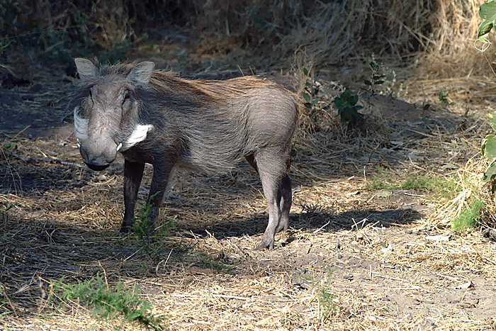 Warthogs