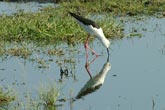 Black Winged Stilt