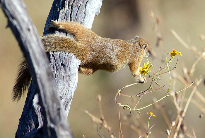 Ground squirrel