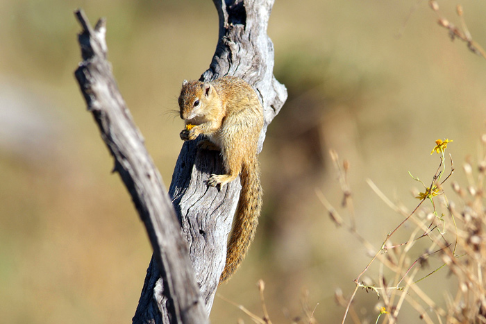 Ground squirrel