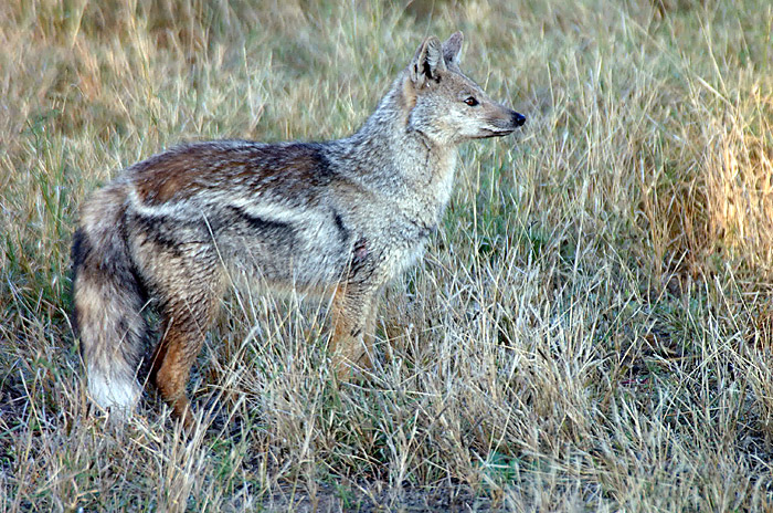 Side Striped Jackal