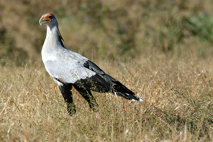 Secretary Bird