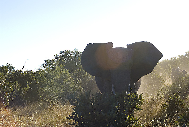 Elephant charge