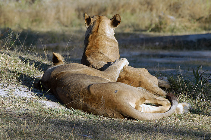 Lions