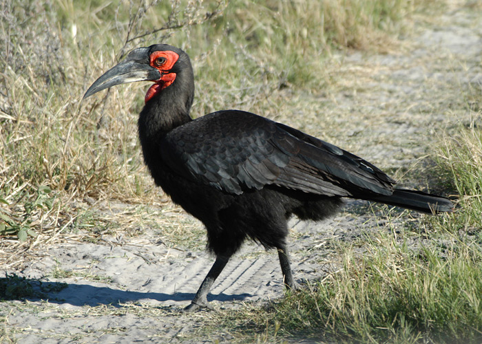 Ground Hornbill