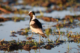 Blacksmith Plover