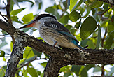 Striped Kingfisher