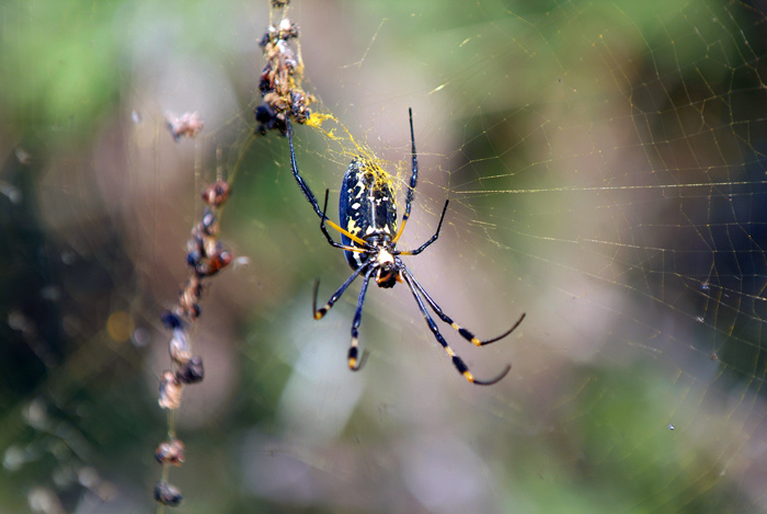 Golden Orb Spider