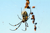 Golden Oreb Spider