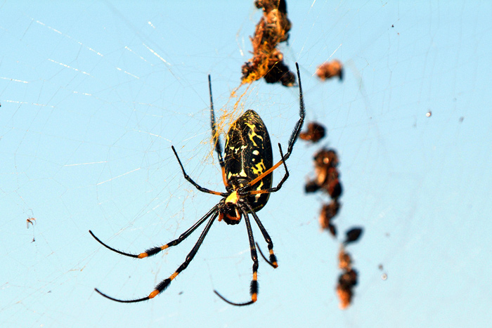 Golden Orb Spider