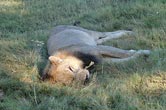 Dead Lion