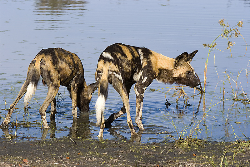 Wild dog